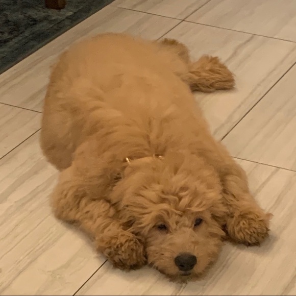 🏅POSH AMBASSADOR LIXURYBAGREHAB 🏅 - Picture 15 of 16